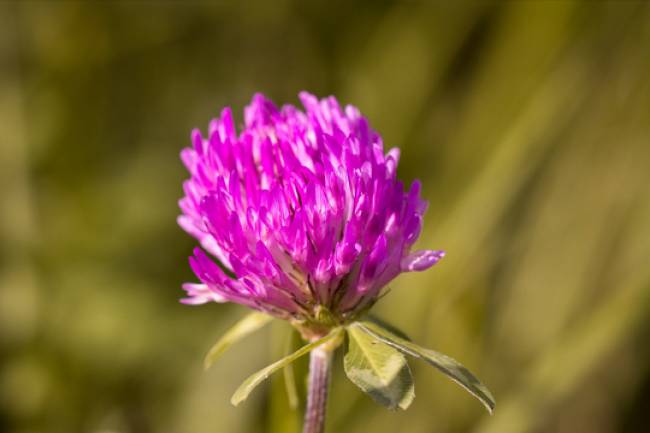 How Red Clover Isoflavones Affect the Menopause