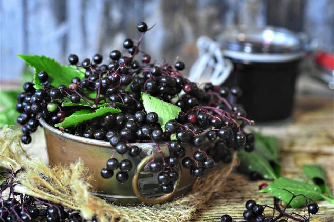 The Immune-Boosting Properties of Elderberry