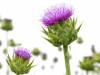 Milk Thistle for Liver Detox – Fact or Fad?