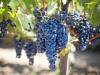 The Benefits of Grape Seed Extract for Your Skin