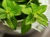 How to Use Peppermint for Bloating