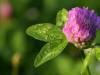 Health Benefits of Red Clover
