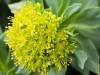 Health Benefits of Rhodiola