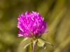 How Red Clover Isoflavones Affect the Menopause