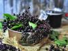 The Immune-Boosting Properties of Elderberry